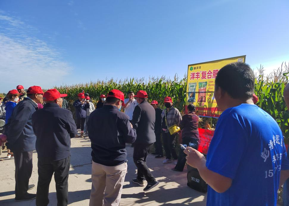 洋豐玉米專用肥——豐收喜相隨！